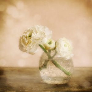  作： Marie-anne Stas
