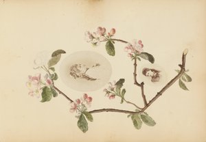 マダムBアルバム 作： Marie Blanche Hennelle Fournier