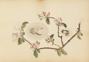 マダム B アルバム、1870 年代。 作： Marie Blanche Hennelle Fournier