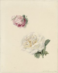 ピンクと白のバラの研究 作： Marie Louise Praetorius