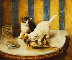 猫の反射 作： Marie Yvonne Laur