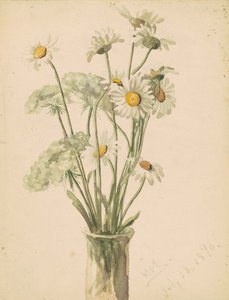 花瓶の中のヒナギクとクイーンアンレース、1890年（上質紙に水彩とグラファイト） 作： Marietta Minnegerode Andrews