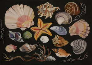 貝殻コレクション 作： Marina Gorkaeva