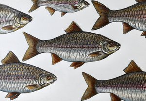 泳ぐ魚のイラスト