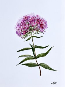 鮮やかな植物の花