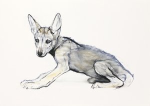 思春期のアラビアのオオカミの子犬、2009年（紙に炭と炭） 作： Mark Adlington