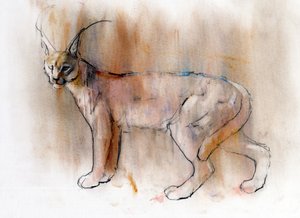 アラビアンカラカル、2009年（紙にコンテと木炭） 作： Mark Adlington