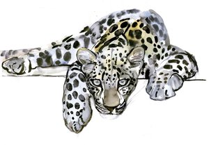アラビアヒョウ、2008 作： Mark Adlington
