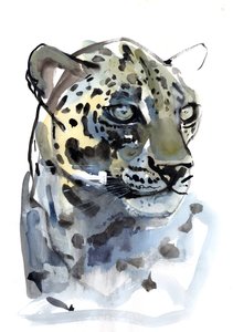 アラビアヒョウ、2008 作： Mark Adlington