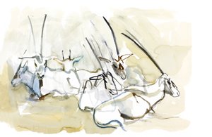 アラビアンオリックス、2010年（紙に油彩） 作： Mark Adlington