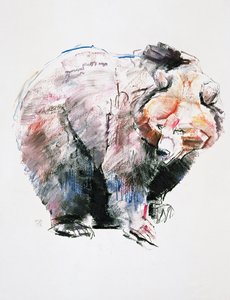 クマ（木炭と紙のコンテ） 作： Mark Adlington