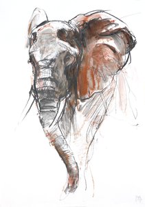 美しいメスのゾウ（ロワサバ、2018年 作： Mark Adlington