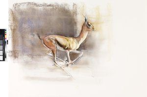 Desert Wind（Arabian Gazelle）、2010（紙に油彩） 作： Mark Adlington