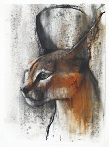 エジプト（アラビアカラカル）、2009年（紙に炭と炭） 作： Mark Adlington