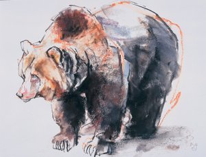 ヨーロピアンヒグマ、2001年（紙の上に木炭とコント） 作： Mark Adlington