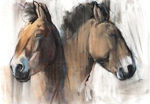 Head Study（Przewalski）2012、（木炭、コンテ、パステル紙）