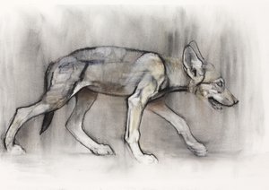 Lean Pup（Arabian Wolf）、2009（紙にコンテと木炭） 作： Mark Adlington