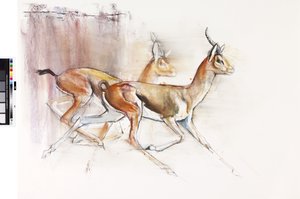 アラビアンガゼル2010年（紙に油彩） 作： Mark Adlington