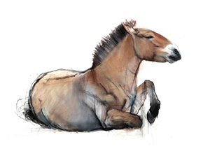 着席型Przewalski、2011年（木炭、コンテ、パステル、紙）