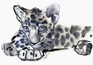 むら（アラビアのヒョウカブ）、2008 作： Mark Adlington