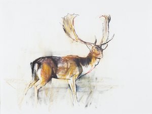 クワガタの研究（紙の上に木炭とコント） 作： Mark Adlington