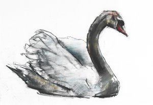 白鳥（紙に炭とコント） 作： Mark Adlington