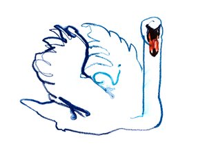 白鳥、2021年 作： Mark Adlington