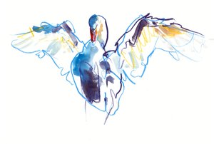 白鳥、2022 作： Mark Adlington