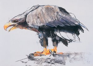 白後につかれたシーイーグル、2001（紙の上に木炭とコント） 作： Mark Adlington