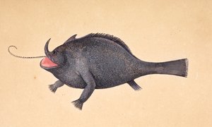 魚。 作： Mark Catesby