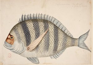 魚。 作： Mark Catesby