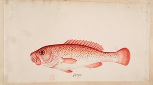 魚。 作： Mark Catesby