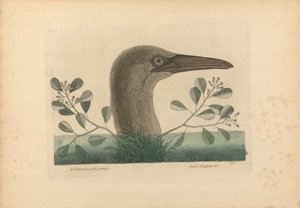 Thymelaea foliis obtusis; Anseri Bassano &c: The Great Booby, Plate 86 from the 
