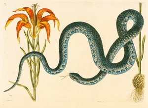Anguis、Wampum Snake、プレート58、vol。 「カロライナ、フロリダ、バハマの自然史」の1 作： Mark Catesby