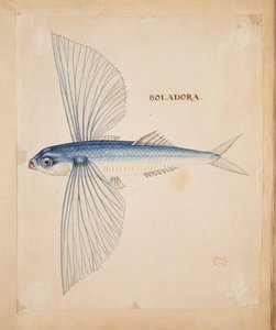 ボラドラ」。 トビウオ。 作： Mark Catesby