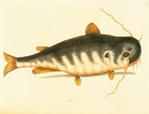 ナマズ、プレート23、巻。 「カロライナ、フロリダ、バハマの自然史」の1 作： Mark Catesby
