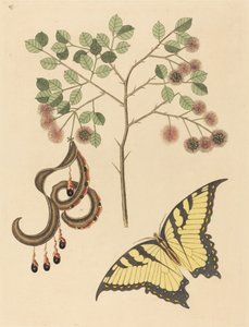 キャッツクロー (Mimosa circinalis) 作： Mark Catesby
