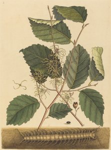 ムカデ Scolopendra morsitans、1731 年から 1743 年に出版されました。 作： Mark Catesby