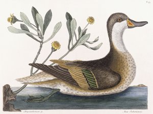菊＆c 作： Mark Catesby