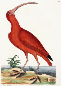 カーメウ、ヌメニウス、1771年