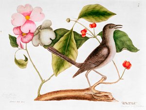 ハナミズキ：Cornus florida、およびカロライナの自然史からのモック鳥（1730-48）