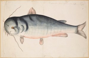 キートラ。 長さ約2フィート半」。 ナマズ？ 作： Mark Catesby