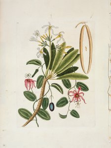 Plumeria obtusa L. Singapore Frangipani, c1700-1740. 作： Mark Catesby
