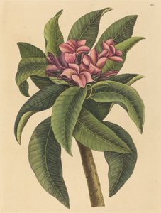 赤いフランジパンニ プルメリア・ルブラ 1731年から1743年に出版されたものです。 作： Mark Catesby