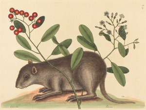 1754年に出版された『バハマ・コニーマス・モナックス』。 作： Mark Catesby