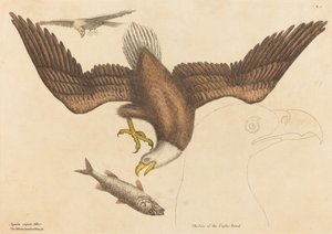 白頭ワシ Falco leucocephalus、1731 年から 1743 年に発行。 作： Mark Catesby