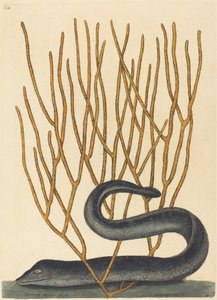 ブラック・マレー 作： Mark Catesby