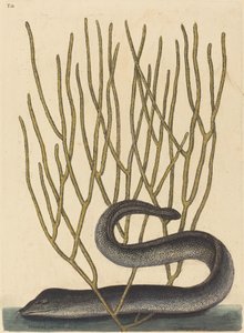 ブラック・マレー 作： Mark Catesby