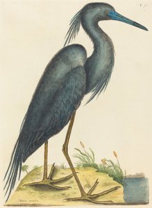 アオサギ (Ardea coerulea) 作： Mark Catesby