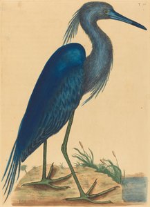 アオサギArdea coerulea、1731年から1743年に出版された。 作： Mark Catesby